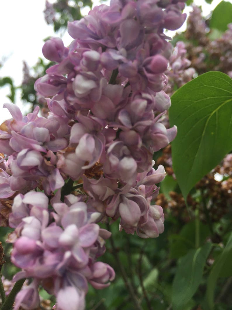 Lilac Enfleurage Essence Lilac Essential Oil Absolute Lilac Etsy