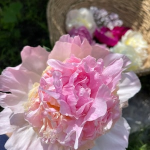 It&#39;s Back! Organic Peony Enfleurage Absolute, Peony Enfleurage Oil  Natural Perfumery, Aromatherapy, Facial Serum, Meditation Anointing Oil