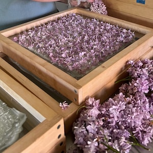 May include: Wooden framed drying racks filled with small purple lilac flowers. Several bunches of fresh lilac flowers are next to the racks. The racks are stacked on top of each other.