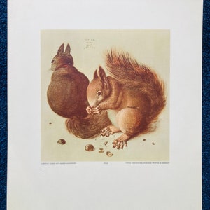 Zwei eichhornchen, Albrecht Dürer.