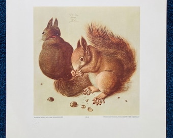 Zwei eichhornchen, Albrecht Dürer.