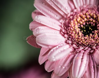 Flower Macro Photography Print, Bold Modern Wall Art, Colour/Black And White