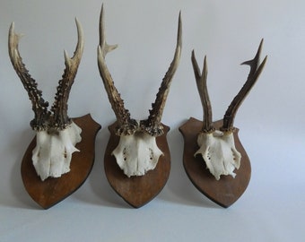 Vintage roe deer antlers set of 3 - roe buck antlers deer antler skull - home decor - natural ornament - deer skull - country house decor