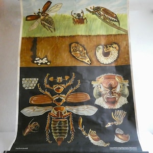 Vintage Schulwandkarte *Maikäfer* Jung Koch Quentell 60er Jahre Verlag Hagemann - Lehrtafel Rollkarte Schultafel - Rollkarte