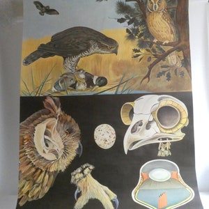 Vintage GREIFVOGEL Schulkarte von Jung Koch Quentell 1970 - Leinen Poster Schulwandkarte Biologie - Wandkarte - Schulkarte