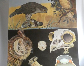 Vintage GREIFVOGEL Schulkarte von Jung Koch Quentell 1970 - Leinen Poster Schulwandkarte Biologie - Wandkarte - Schulkarte