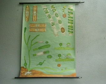 Vintage school wall chart ship algae algae - Alga Quentell Vintage rollable picture poster wall chart Jung Koch Quentell algae plants