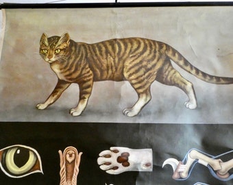 Vintage school wall chart *The house cat* Jung Koch Quentell 60s Verlag Hagemann - teaching board roll chart school board - roll chart