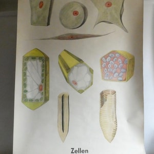 DIE ZELLE  Vintage Schulwandkarte Biologie aus den 60er Jahren Lehrkarte Rollkarte Bild Plakat - Rollkarte Pflanzen Zellen - Bio Unterricht