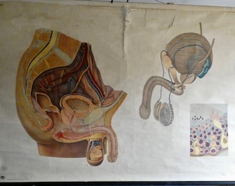 Vintage school wall chart male anatomy from the 1950s German Hygiene Museum Dresden - poster - roll chart - school board biology