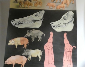 Vintage SCHWEINE Schulkarte Jung Koch Quentell Lehrposter von 1974  - Metzger Wildschweine - Poster -  Rollkarte - Jabali and Pork Poster