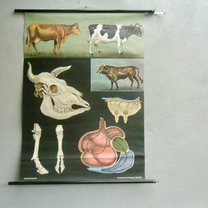 Schulwandkarte Rind von Jung-Koch-Quentell aus den 60er Jahren - Kuh  Bulle - Poster -  Rollkarte - vintage Lehrkarte Biologie