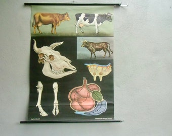 School wall card cattle by Jung-Koch-Quentell from the 60s - cow bull - poster - roll card - vintage teaching card biology