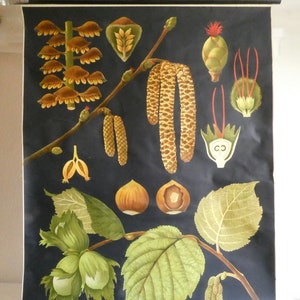 School wall chart hazelnut bush by Jung-Koch-Quentell 70s poster roll chart vintage teaching chart biology forest garden nature environment image 2