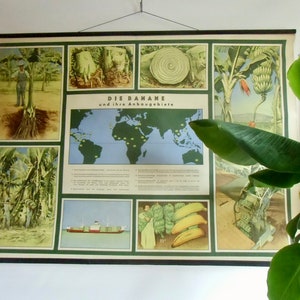 Schulwandkarte die Banane und ihre Anbaugebiete Fruchtwerbung Hamburg Bremen - Wandkarte - Rolltafel - Wandgestaltung - Schulkarte