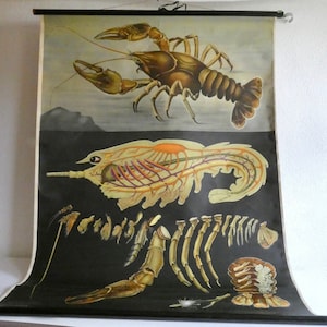 Schulwandkarte Flusskrebs von Jung-Koch-Quentell aus den 60er Jahren  - Poster -  Rollkarte - Vintage Lehrkarte Biologie