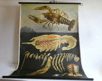 School wall chart crayfish by Jung-Koch-Quentell from the 60s - Poster - Roll chart - Vintage teaching chart biology