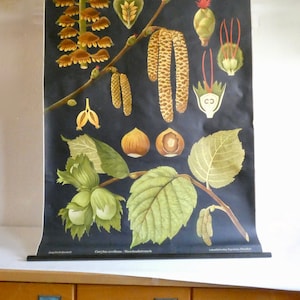 Schulwandkarte Haselnuss Strauch von Jung-Koch-Quentell  70er Jahre Poster Rollkarte Vintage Lehrkarte Biologie Wald Garten Natur Umwelt