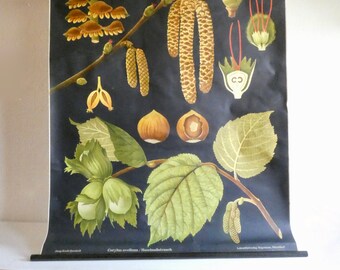 Schulwandkarte Haselnuss Strauch von Jung-Koch-Quentell  70er Jahre Poster Rollkarte Vintage Lehrkarte Biologie Wald Garten Natur Umwelt
