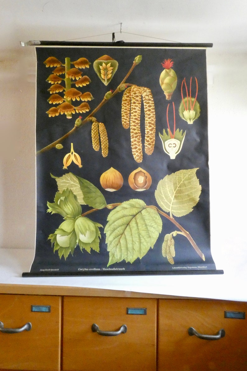 School wall chart hazelnut bush by Jung-Koch-Quentell 70s poster roll chart vintage teaching chart biology forest garden nature environment image 1