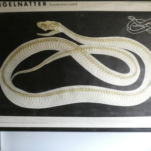 Vintage Rollkarte "Skelett Ringelnatter"  60er Jahre Unterricht Wandkarte Mid Century Lernplakat Anatomie Schule Wandtafel Druck Geschenk