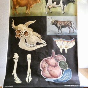 Schulwandkarte Rind von Jung-Koch-Quentell aus den 60er Jahren - Kuh  Bulle - Poster -  Rollkarte - vintage Lehrkarte Biologie
