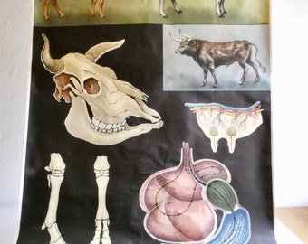 School wall card cattle by Jung-Koch-Quentell from the 60s - cow bull - poster - roll card - vintage teaching card biology