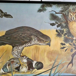 Vintage BIRD OF PREY school chart by Jung Koch Quentell 1970 linen poster school wall chart biology wall chart school chart image 3