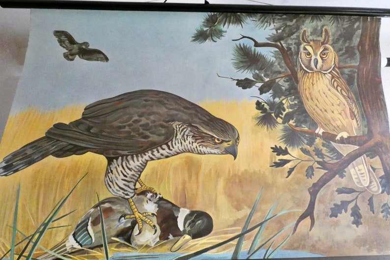 Vintage BIRD OF PREY school chart by Jung Koch Quentell 1970 linen poster school wall chart biology wall chart school chart image 3