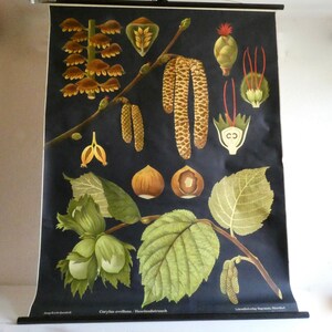 School wall chart hazelnut bush by Jung-Koch-Quentell 70s poster roll chart vintage teaching chart biology forest garden nature environment image 5