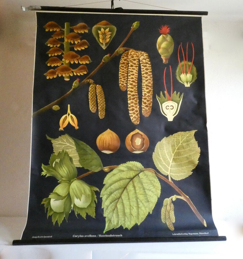 School wall chart hazelnut bush by Jung-Koch-Quentell 70s poster roll chart vintage teaching chart biology forest garden nature environment image 5