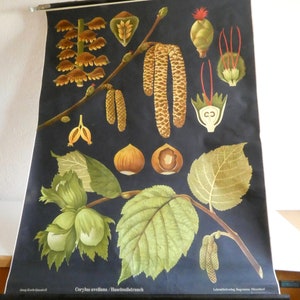 School wall chart hazelnut bush by Jung-Koch-Quentell 70s poster roll chart vintage teaching chart biology forest garden nature environment image 6