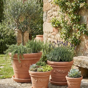 Può includere: Una collezione di vasi di terracotta di varie dimensioni, riempiti di verde, tra cui rosmarino e lavanda. I vasi hanno dettagli decorativi e poggiano su sottovasi abbinati. La scena è ambientata all'aperto con un muro di pietra e un arco.