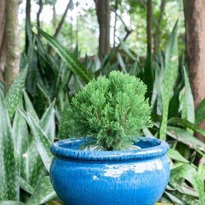 Blumentopf Pflanzschale aus Keramik in der Farbe Royal Blau glasiert hochwertige Handarbeit absolut frostfest Bild 3