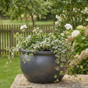 Könnte beinhalten: Ein dunkelgrauer, runder Keramik-Blumentopf gefüllt mit grün-weißem, panaschiertem Efeu. Zwei weiße Blüten blühen über dem Efeu. Der Topf steht auf einer Steinmauer in einem Garten mit Holzzaun und grünem Gras im Hintergrund.