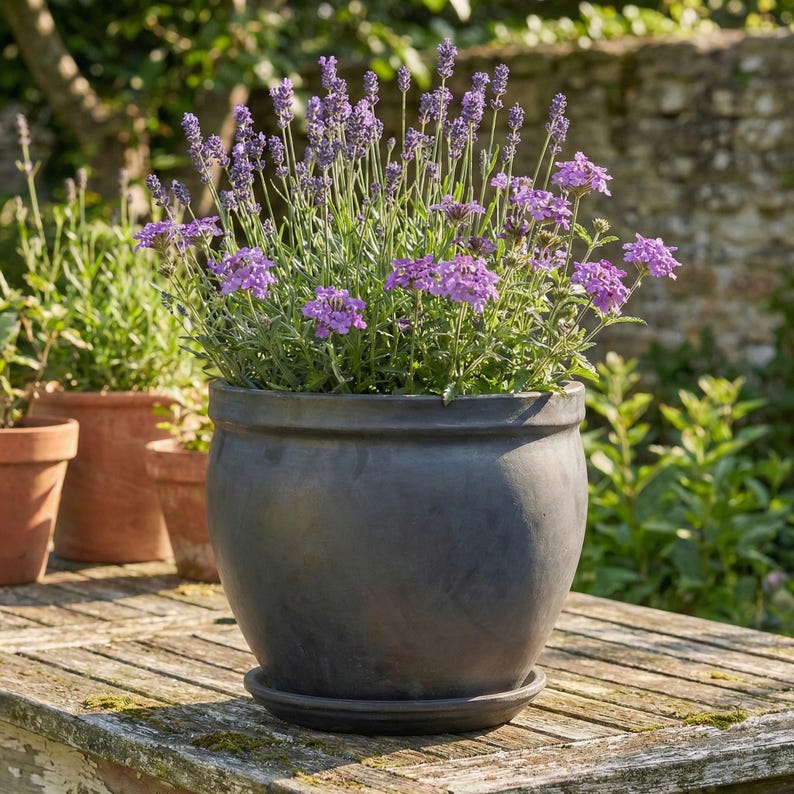 May include: A large, dark gray ceramic planter filled with vibrant purple lavender and other flowering plants. The round pot sits on a matching saucer, placed on a weathered wooden table. Other terracotta pots are visible in the background.