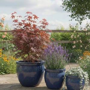 Könnte beinhalten: Drei blaue Keramik-Blumentöpfe in verschiedenen Größen, die jeweils unterschiedliche Pflanzen enthalten. Der größte Topf enthält einen japanischen Ahorn mit roten Blättern. Der mittlere Topf hat Lavendel, und der kleinste eine Hängepflanze. Die Szene spielt sich im Freien ab.