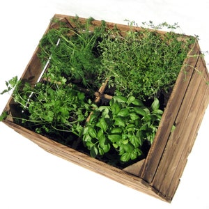 May include: A wooden crate with six compartments, each filled with a different type of fresh herbs. The herbs include dill, parsley, basil, and thyme.