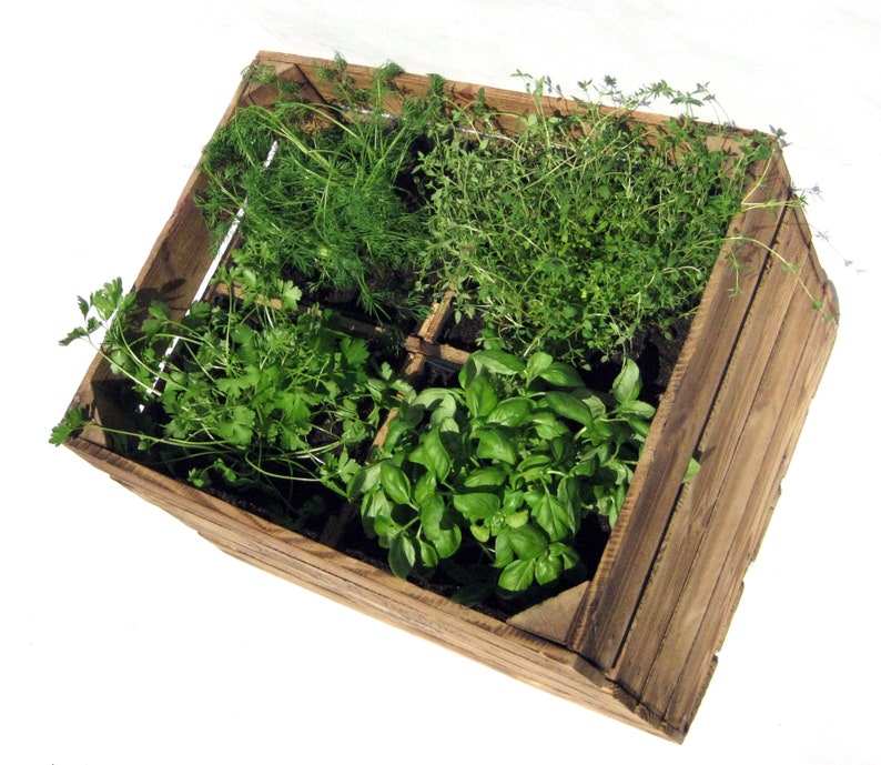 May include: A wooden crate with six compartments, each filled with a different type of fresh herbs. The herbs include dill, parsley, basil, and thyme.