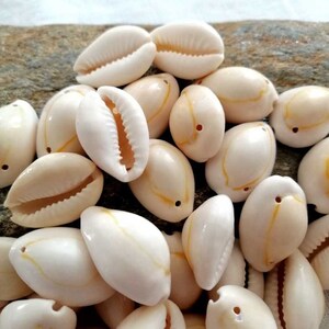 Könnte beinhalten: Ein Haufen weißer Kaurischnecken mit einem gelben Streifen. Die Muscheln haben ein gebohrtes Loch, wodurch sie sich für die Schmuckherstellung eignen.