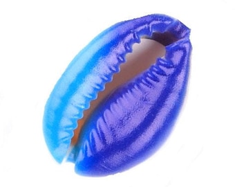 1 guscio di perla 18 mm cauris blu