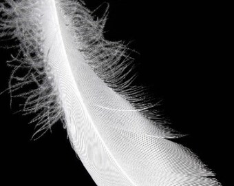 1 x 10-15 cm white goose feather.