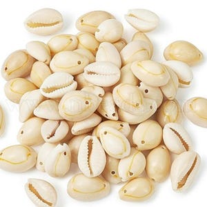 10 shells 15 mm natural cowries ivory pendants