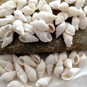 5 white shells natural pendants