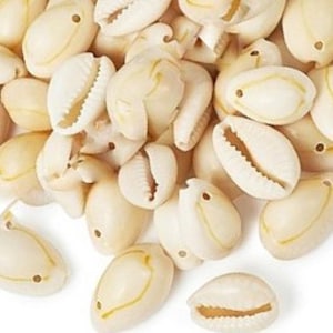 10 shells 15 mm natural cowries ivory pendants