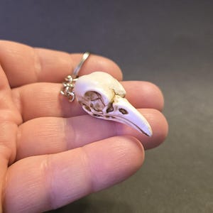 May include: A small, off-white bird skull pendant with a silver-colored chain and clasp. The skull has detailed bone structure and a long, pointed beak. The pendant is held in a hand against a dark background.