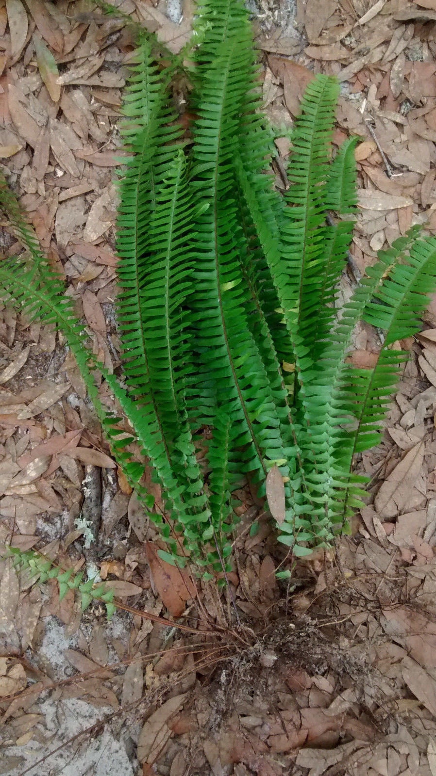 6 Live Boston Fern Plants With Lots of Roots &amp; Root Balls