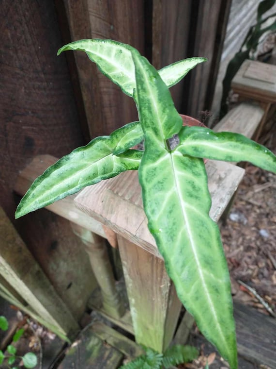 Arrowhead Philodendron Live Plant with Roots (Buy One Get One Free)