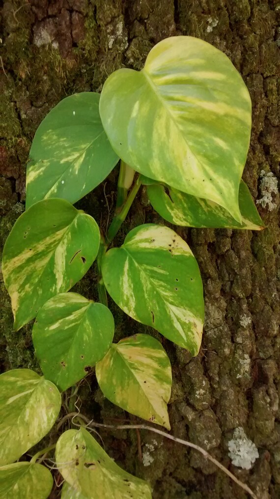 5 Varigated Golden Pothos Philodendron Live Rooted Cuttings 18"-24" - Etsy