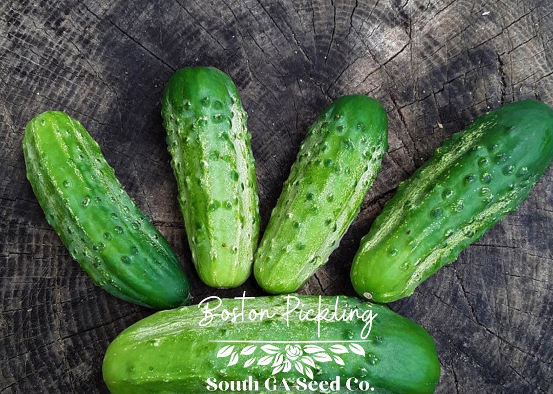 Heirloom Boston Pickling Cucumber Seeds Qty. 30 Etsy